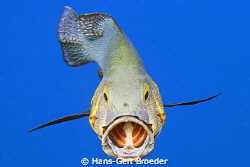 Sorry, sorry cute Black Snapper, I'm not a cleanerfish
 ... by Hans-Gert Broeder 